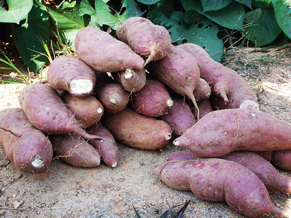 白石紅薯