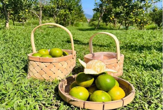 強化兩地消費協作  花都助推德慶農產品“入花進灣”