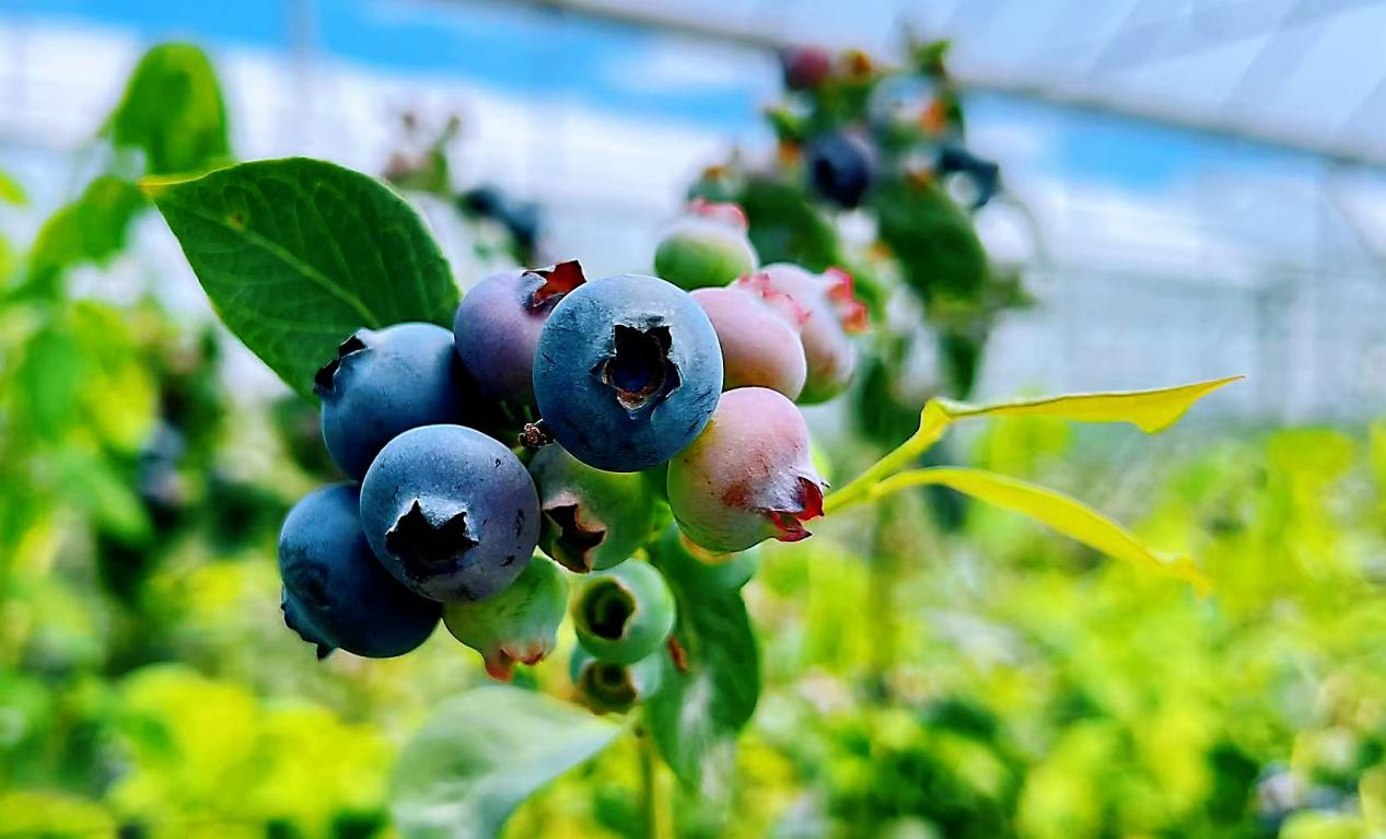 花繁果香，繪就花都鄉(xiāng)村數(shù)智發(fā)展新圖景