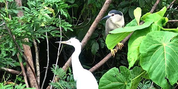 花都守護遷飛通道  全力維護生態平衡