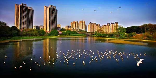 遷飛的候鳥 花都歡迎你