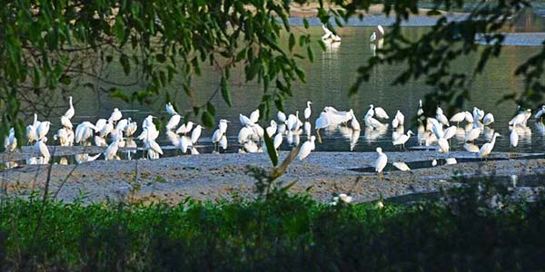 新地標！花都白鷺公園正式開放