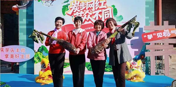 破紀錄！ 炭步“芋頭王”出爐